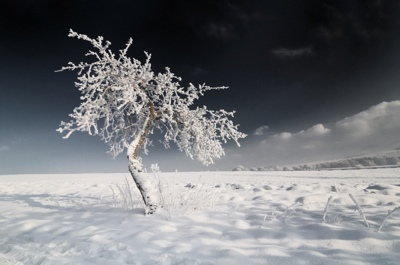 fotografia, strom, príroda, zima